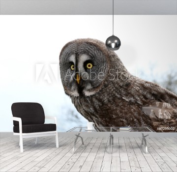 Picture of Owl Strigiformes